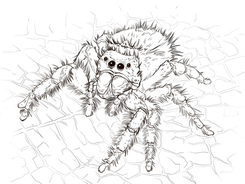 Daring Jumping Spider Coloring Page